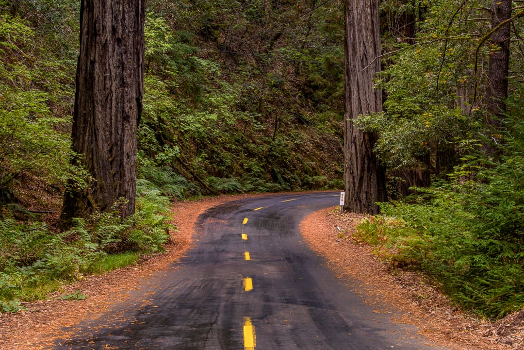 Smithe Redwoods State Reserve