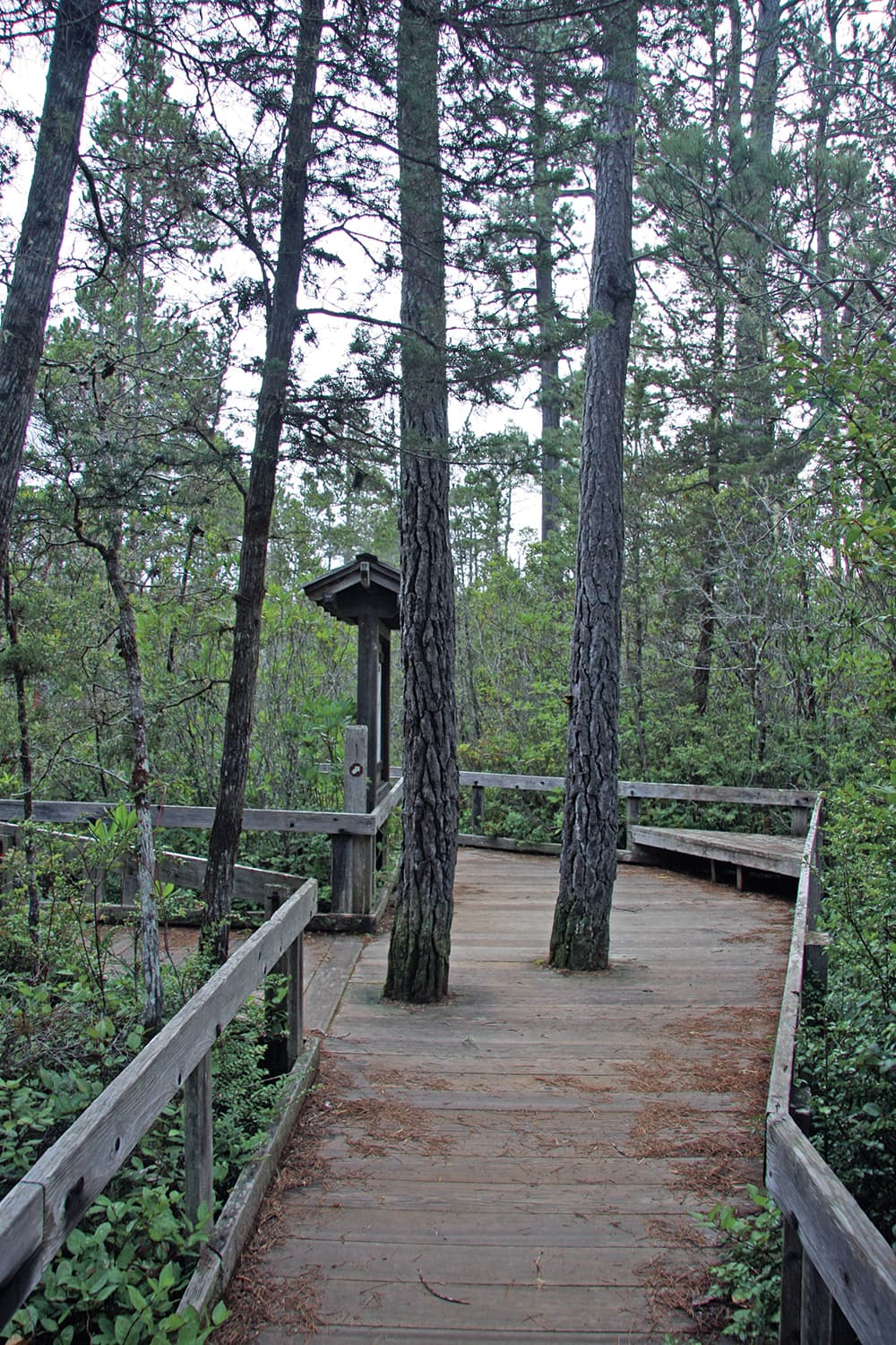 Pygmy Forest at Van Damme State Park