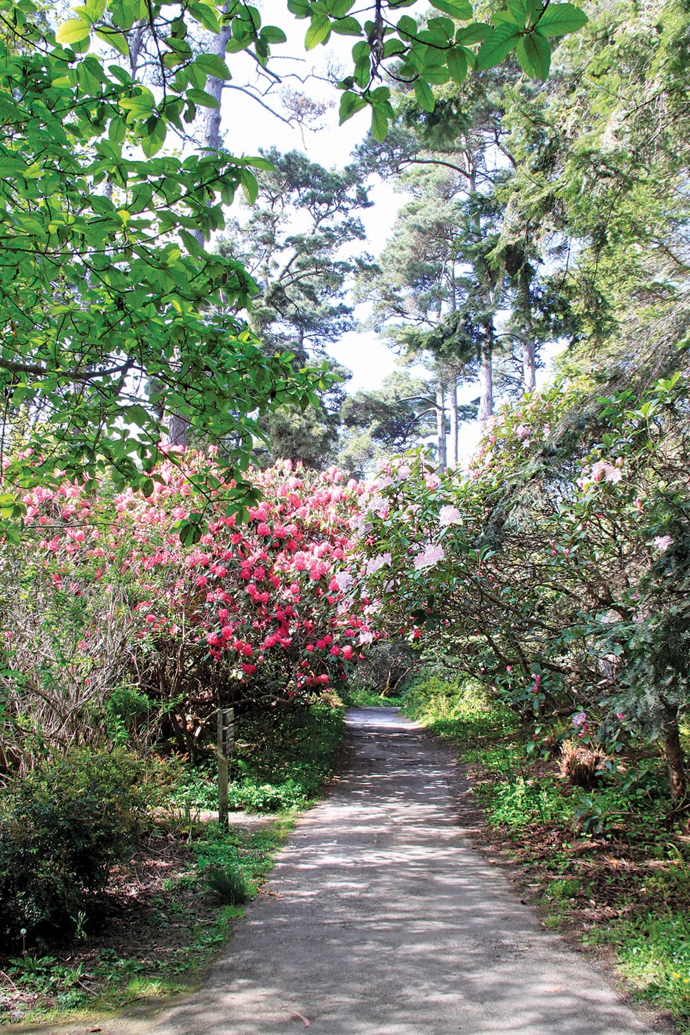 Mendocino Coast Botanical Gardens