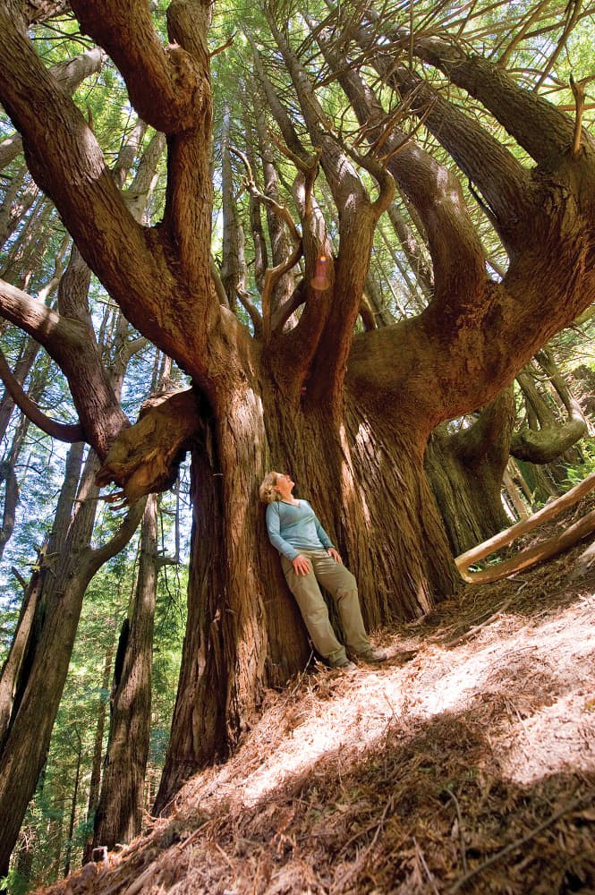 Peter Douglas Trail / Shady Dell