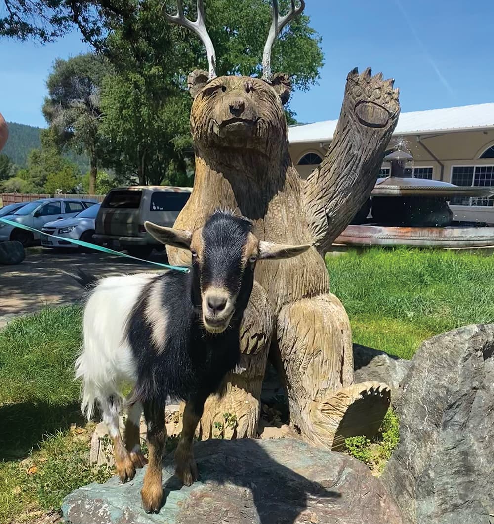 Anderson Valley Brewing Beer Park