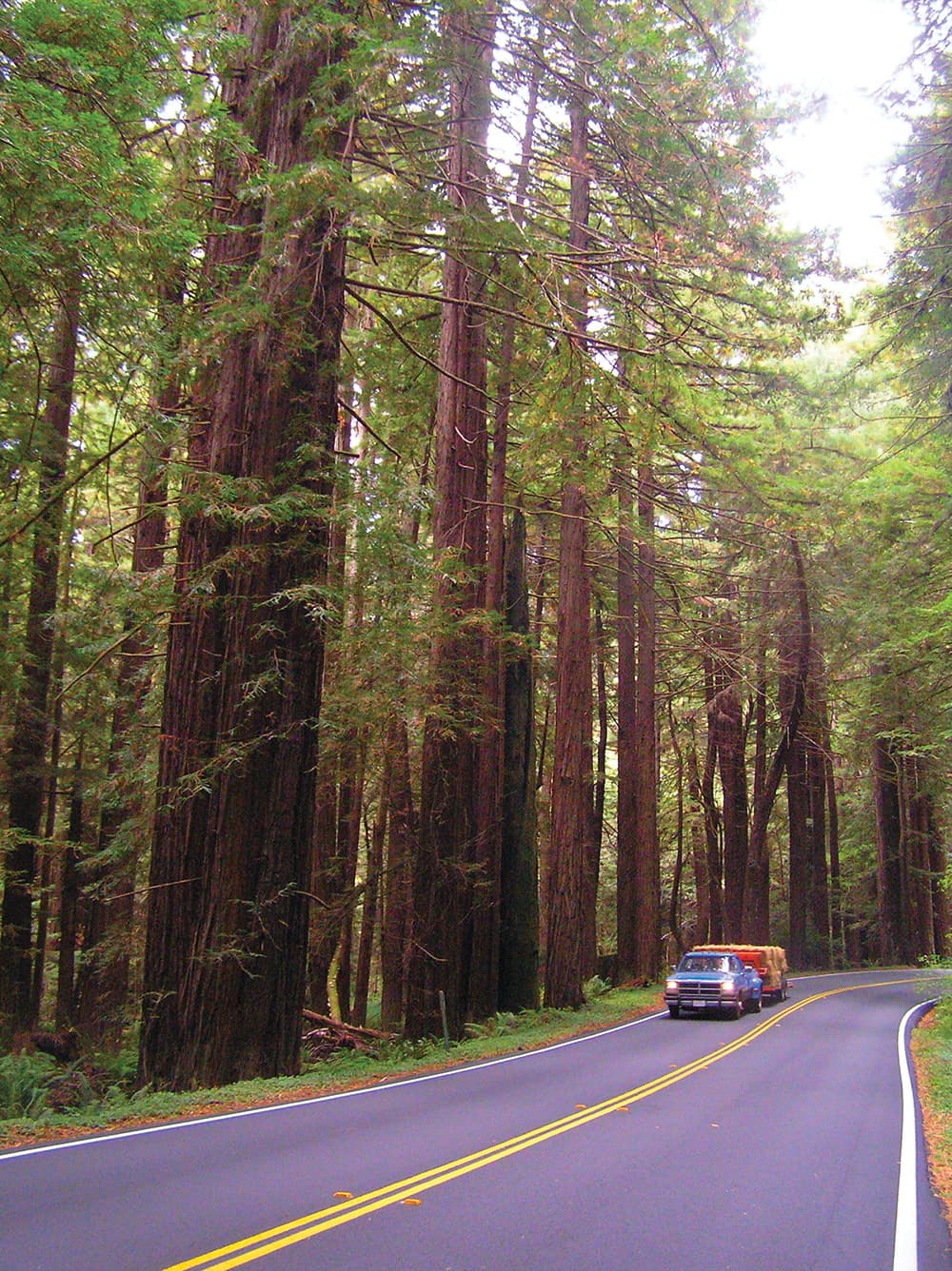 Navarro River Redwoods State Park