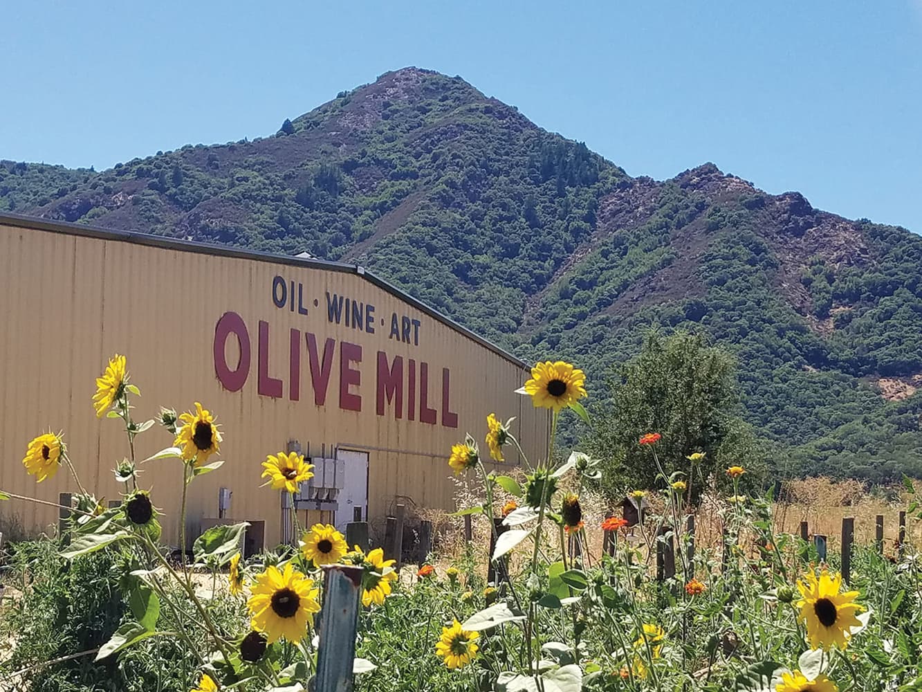 Premium Olive Oil in Hopland