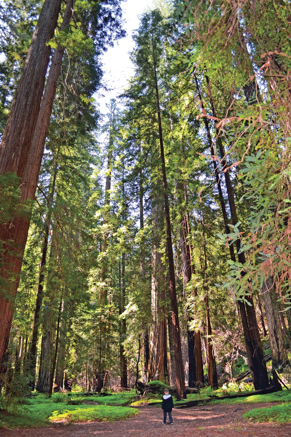 Montgomery Woods State Natural Reserve