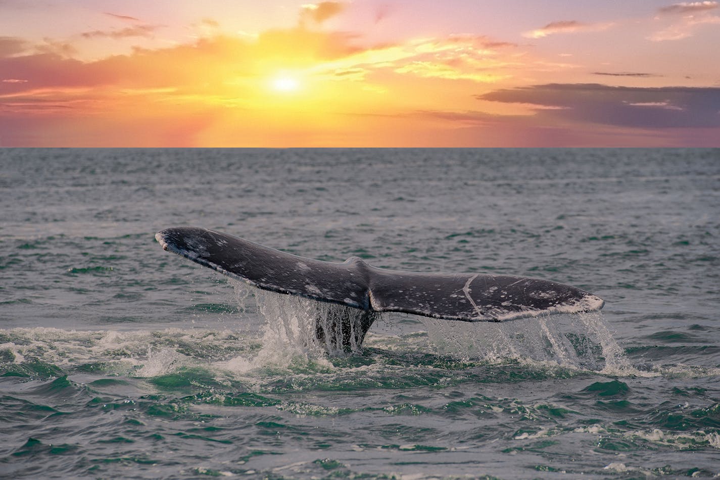 Annual Whale Migration / Whale Festivals